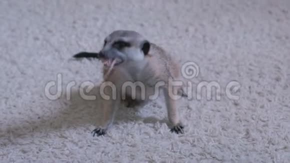 猫鼬在家里的白色地毯上吃老鼠视频的预览图