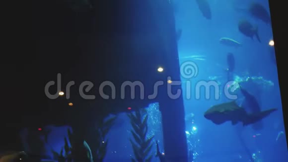 大鱼漂浮在一个大水族馆里视频的预览图