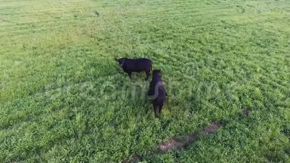 镜头显示两头黑色的大头公牛在牧场上漫步草地上长满了新鲜的青草视频的预览图