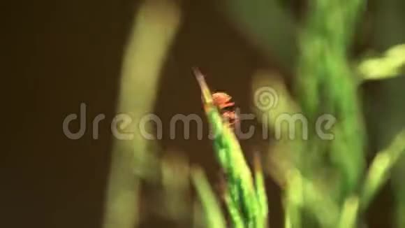 甲虫斑一个甲虫家族来自超家族Elateroidea甲虫消防员7视频的预览图