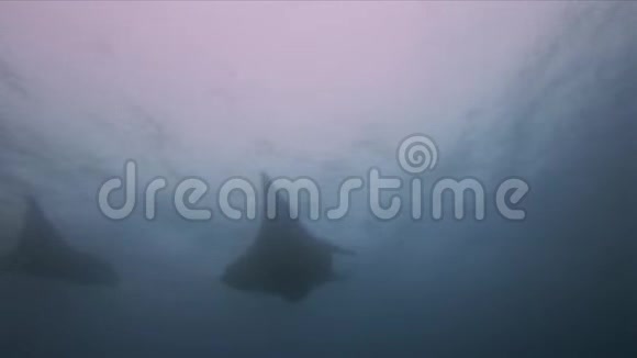 曼塔雷斯集团剪影和平和优雅的大曼塔斯形成蓝色阳光照耀的海洋视频的预览图