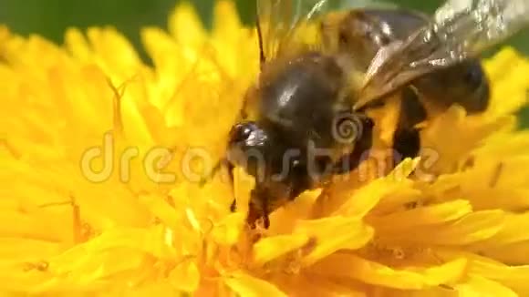 把蜜蜂放在蒲公英上视频的预览图