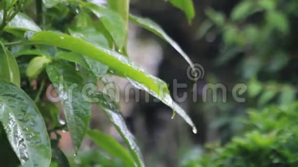 夏天树叶上的夏雨视频的预览图