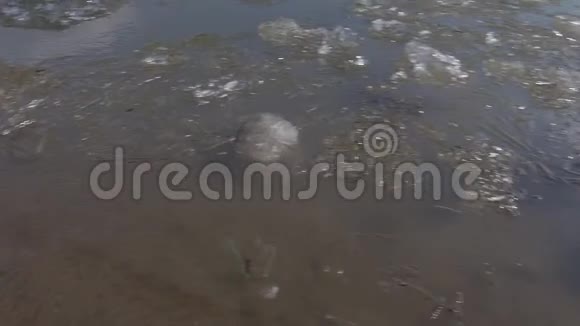 伊尔蒂什河上的冰漂流视频的预览图