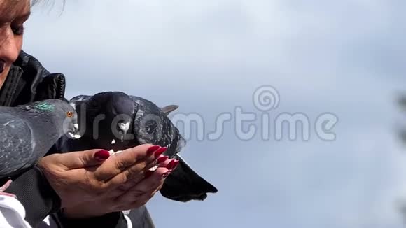 两只鸽子从一个女人的手掌里吃谷物视频的预览图