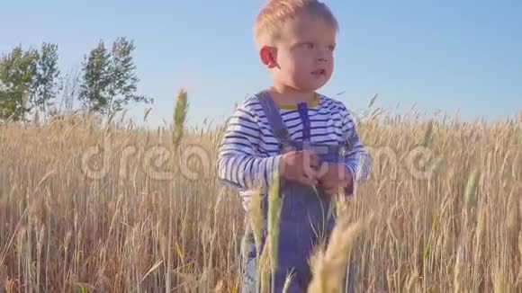 小农场主快乐的两岁男孩站在田野与成熟的黑麦在阳光明媚的日子慢动作概念视频的预览图