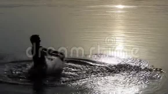 一个女人跳进一个湖里用手在水中做一个喷泉视频的预览图