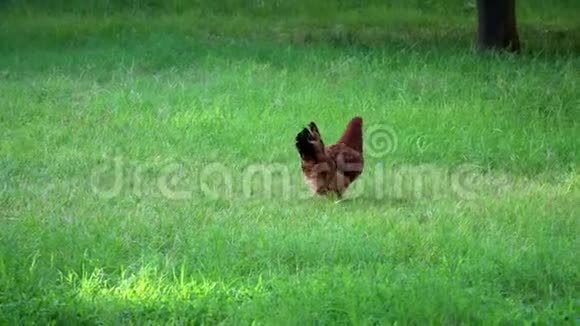 在草地上散步的棕色鸡肉视频的预览图