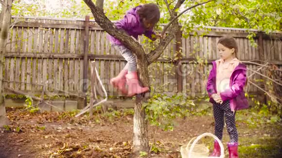 小女孩爬上树找苹果视频的预览图
