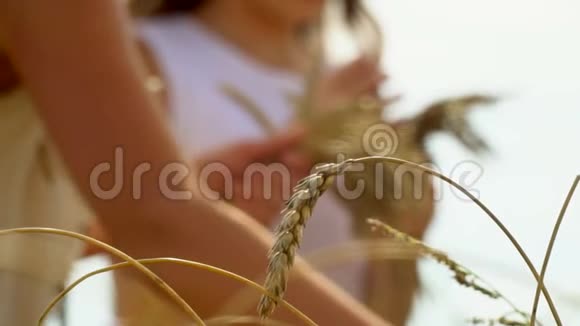 可爱的小女孩在麦田里接触大自然两个女孩手里拿着金麦穗关门视频的预览图