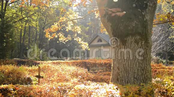 秋叶落在公墓里阳光明媚的日子里视频的预览图