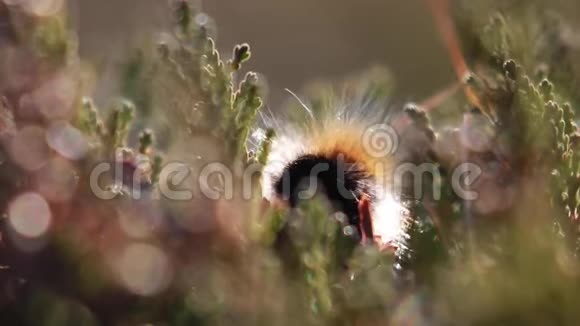 秋天在苏格兰的一座山上狐蛾毛虫红毛虫在用石楠花蕾喂养时就会靠近视频的预览图