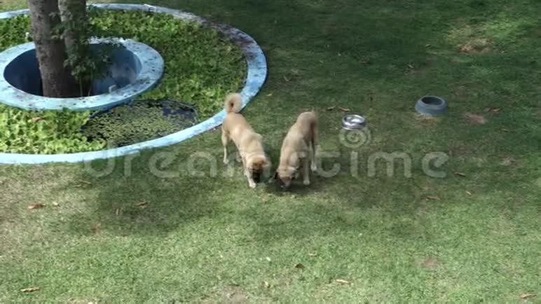 热带花园里的两只狗视频的预览图