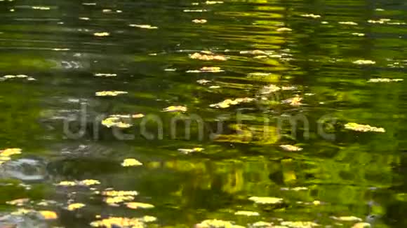 带着落叶的河流慢动作视频的预览图
