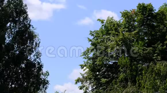 自然场景视频用树写生视频的预览图
