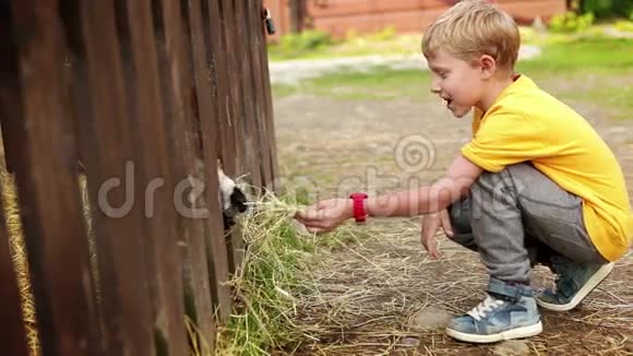 一个男孩在农场用干草喂山羊视频的预览图