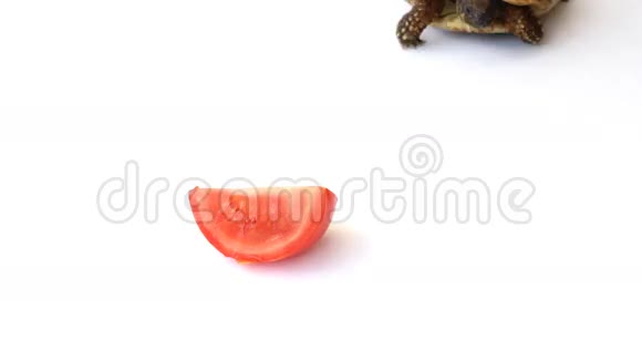 乌龟吃西红柿视频的预览图