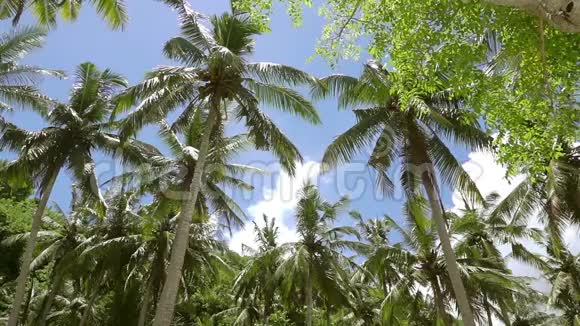 蓝天上的棕榈树枝从底部射击视频的预览图