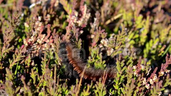 狐蛾毛虫红毛虫在秋天在苏格兰的一座山上喂食石楠芽时关闭视频的预览图