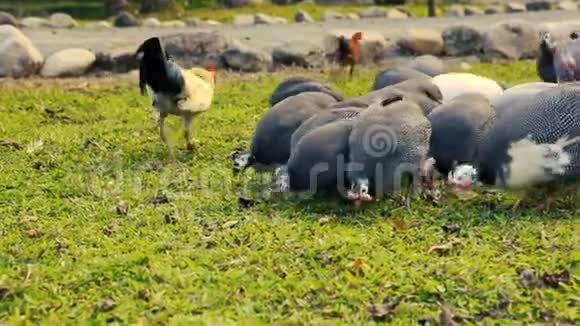 几内亚禽鸡和公鸡啄食视频的预览图