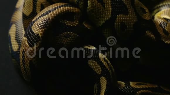 蟒蛇蛇皮结纹视频的预览图