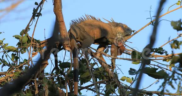青鬣蜥睡在一棵4K的树上视频的预览图