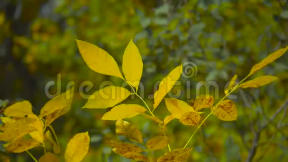 收集美丽的彩色秋叶绿色黄色橙色红色秋天黄叶视频的预览图