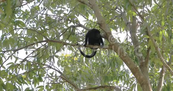 雄性狼吞虎咽的猴阿拉塔帕利亚塔在一棵4K的树上游荡视频的预览图