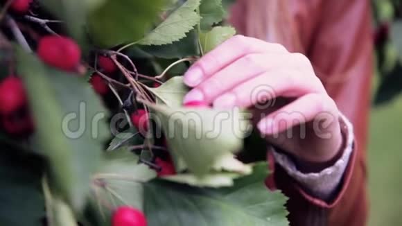 女孩手触摸红色的浆果视频的预览图