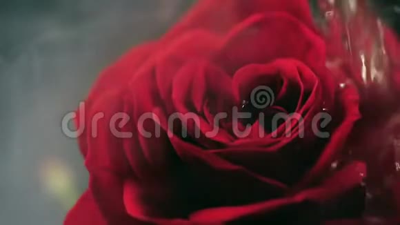 一朵美丽的玫瑰在烟雾和氮滴中的特写视频的预览图