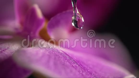 用水滴将紫兰花收起来视频的预览图