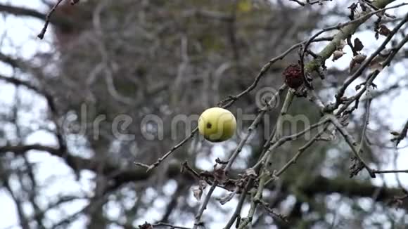最后一个苹果挂在树枝上视频的预览图