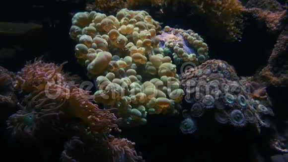 海洋植物和海葵2视频的预览图
