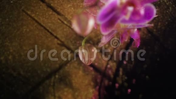 紫兰花加金红杉背景视频的预览图