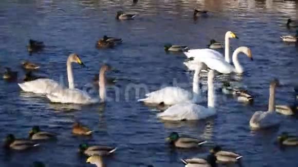 野天鹅和野鸭在池塘里游泳冬季4k湖中候鸟漂浮视频的预览图