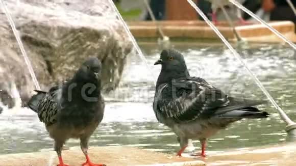 动物鸟鸽喷泉水池附近的鸽子视频的预览图