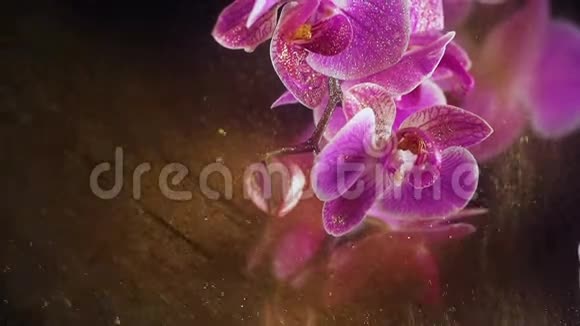 紫兰花与金杉如沙视频的预览图