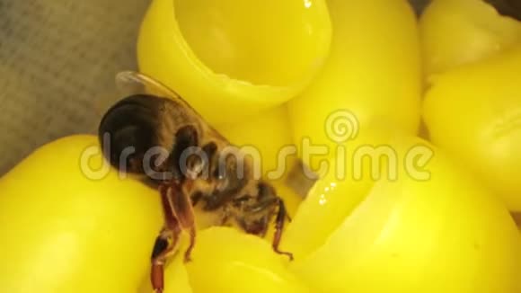 许多黄色蜂蜡用于孵化蜜蜂在框架中飞行蜜蜂视频的预览图