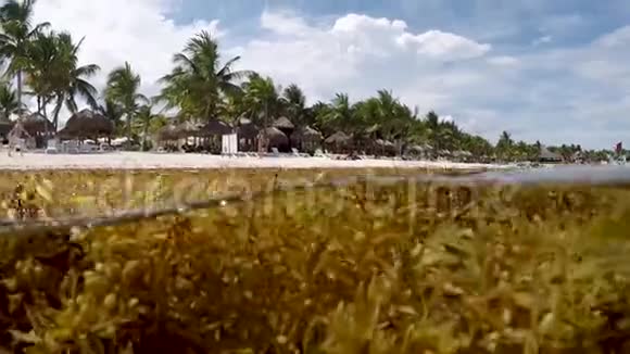 墨西哥阿卡马尔加勒比海海滩的马尾藻海藻高清视频视频的预览图
