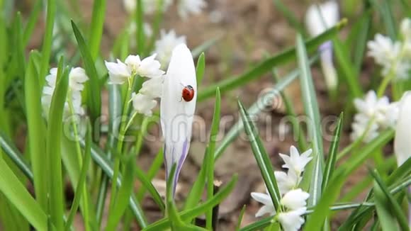 春天的瓢虫爬在白花上视频的预览图
