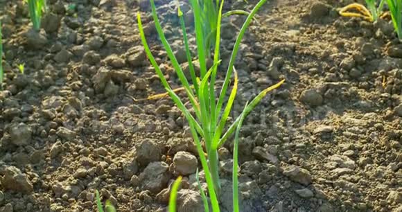 春季早青葱种植线在阳光下种植的花园里小葱的特写镜头视频的预览图