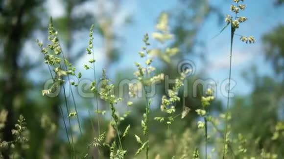 绿色盛开的草地在蓝天的背景下视频的预览图