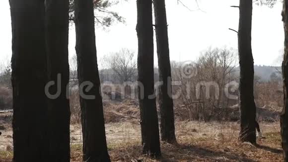 女孩在阳光的背景下在树林里奔跑视频的预览图