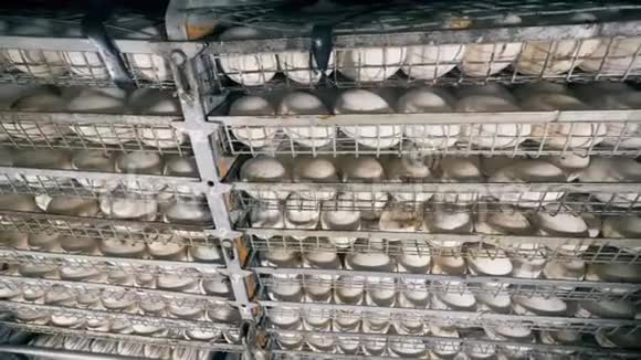 在一家家禽养殖场的货架上放着孵卵器视频的预览图