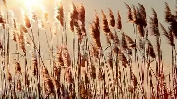 日落时的芦苇视频的预览图