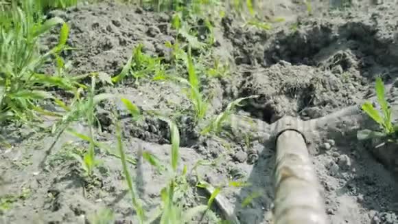 铲子挖沟把土扔掉快关门第一人观点视频的预览图