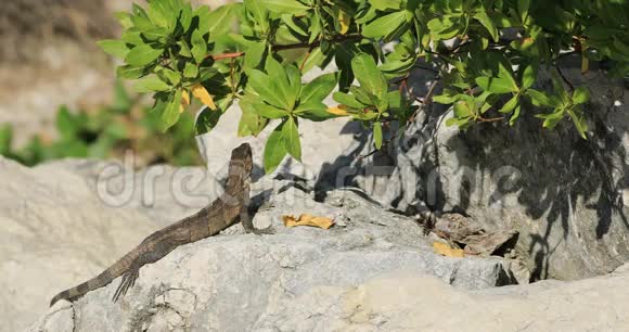 青鬣蜥在阳光下游荡视频的预览图
