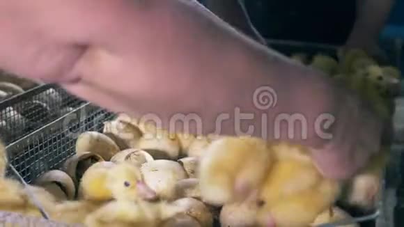 农场工人摘小鸭子视频的预览图