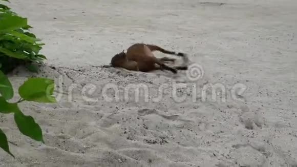 有趣的动物小棕色山羊看着相机在沙滩上玩视频的预览图