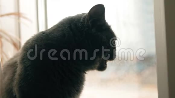 悲伤的猫坐在窗前等着他的情妇视频的预览图